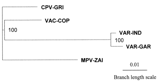 MPV、VAR、CPV、VAC末端可變基因組序列系統發(fā)育樹(shù)分析