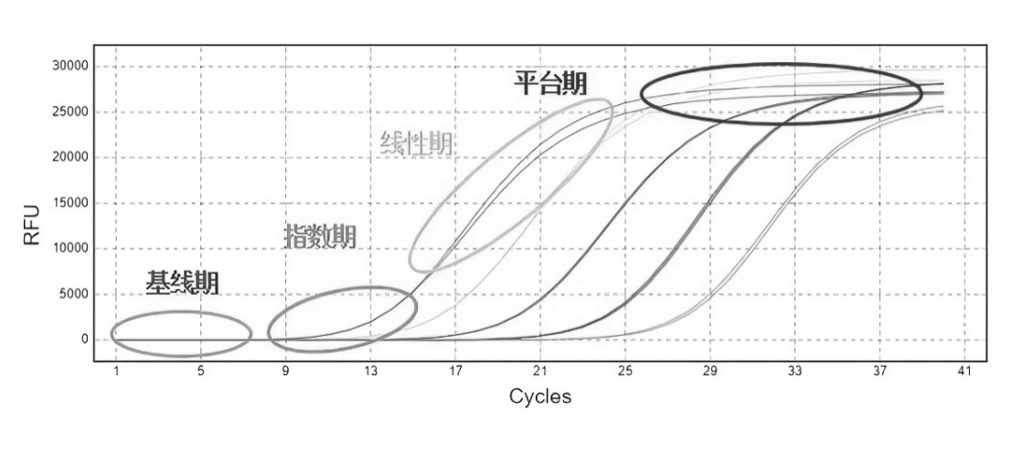 qPCR擴增曲線(xiàn)